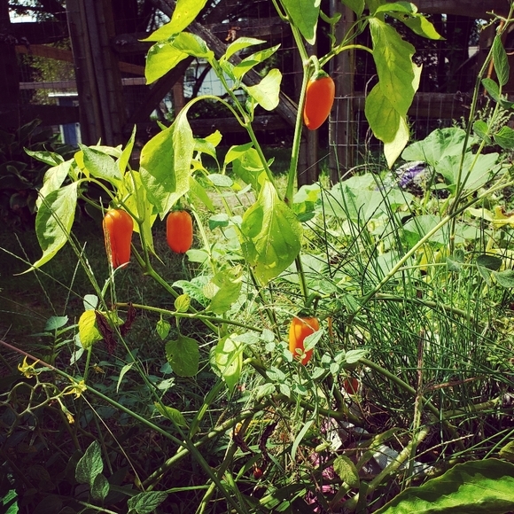 Meet your Posher, LaTricia - Picture 11 of 16